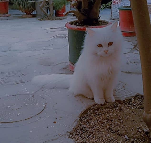 Triple coat mother Persian cat for sale 7