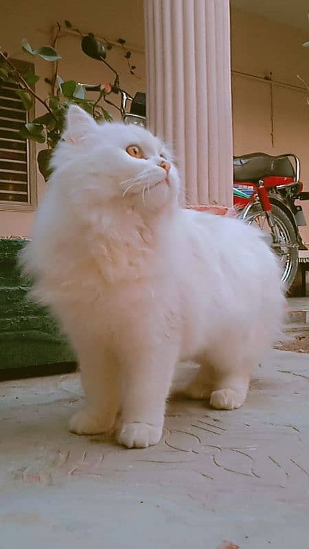 Triple coat mother Persian cat for sale 8