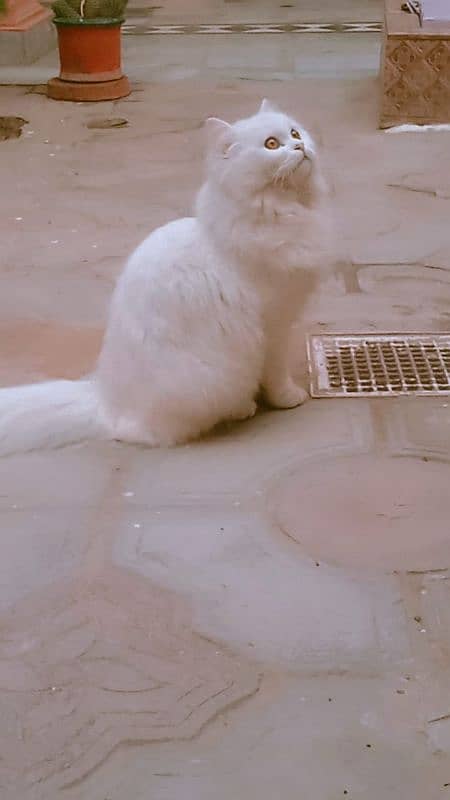 Triple coat mother Persian cat for sale 9