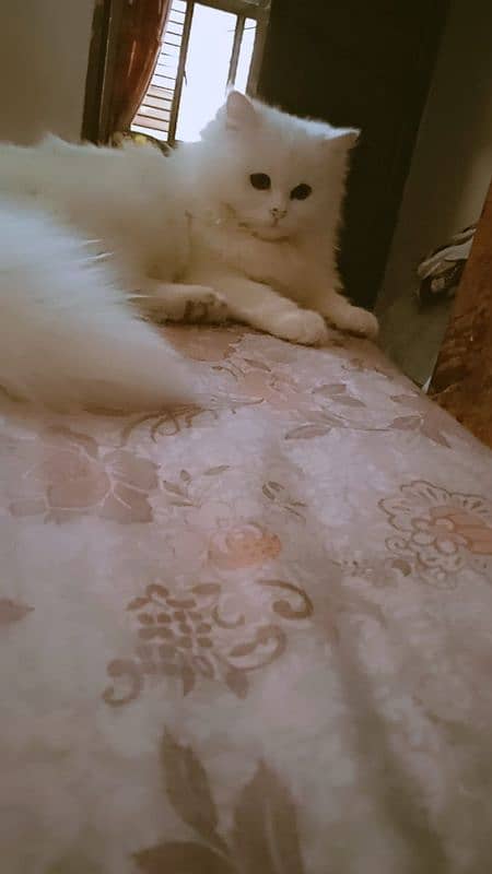 Triple coat mother Persian cat for sale 11