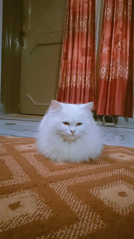 Triple coat mother Persian cat for sale 12