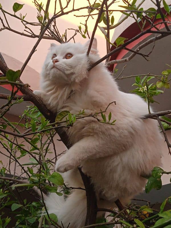 Triple coat mother Persian cat for sale 13
