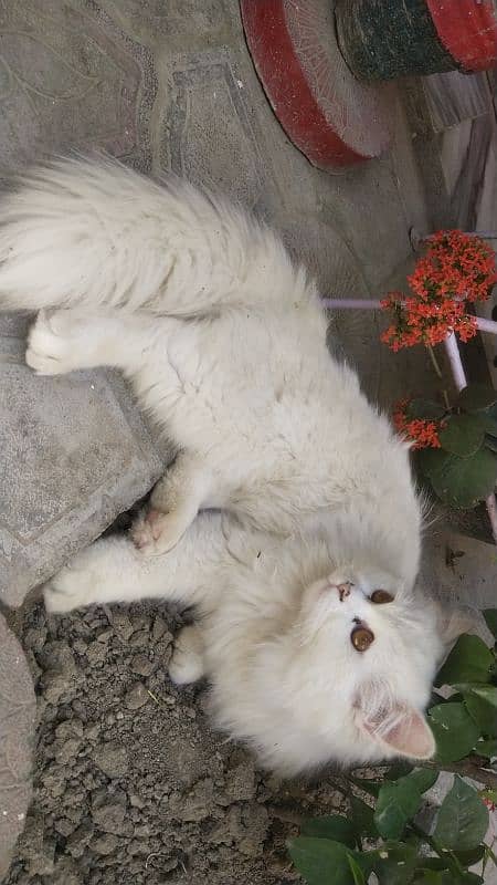 Triple coat mother Persian cat for sale 14
