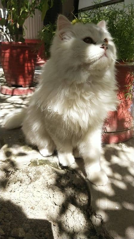 Triple coat mother Persian cat for sale 18