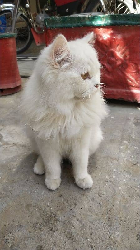 Triple coat mother Persian cat for sale 19