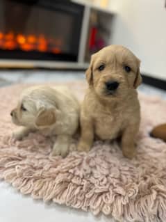 Golden retiver pedigree puppies for sale