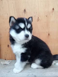 sibryen husky clr black and white blue eyes healthy and active