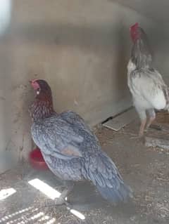 Selling My Aseel Pair, Reza Cheena Male and Slaty Female with Chicks