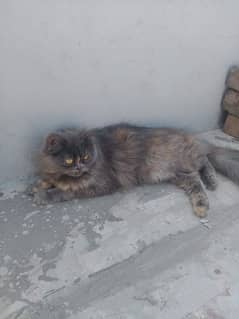 female cat  03234102419