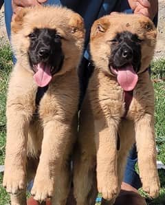 Kurdish kangal pair security dogs 2 months for sale