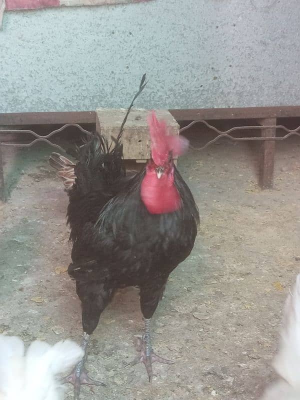 healthy and active pair of hen available 0