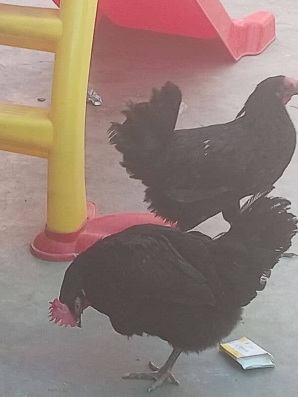 healthy and active pair of hen available 2