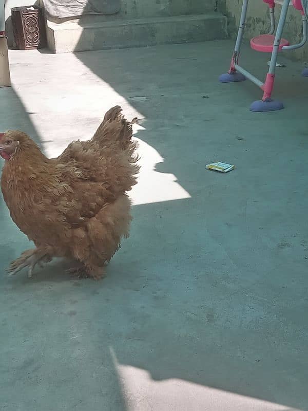 healthy and active pair of hen available 4