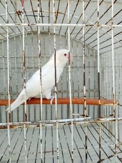 Albino red eye's (female)