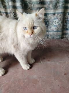 Persian Cat for sale/ Double coated/Blue eyes