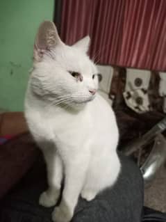 Persian cat with blue eyes