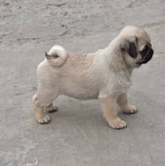 pug pedigree male available show quality