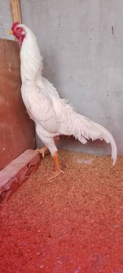 German White O Shamo Pair Num 03184482900