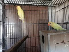 Mix Lovebirds Albino Decino Cremino Parblue fischeri pairs n pathy