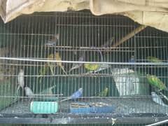 Budgies and cage for sale