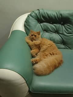 Persian Triple Coat Healthy Active Male for sale!