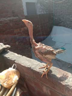 mainwali aseel chicks for sale