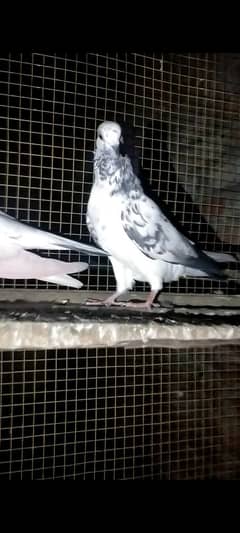 yellow eyes pigeons