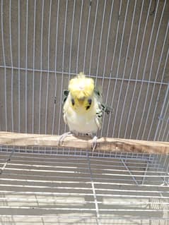 TCB YELLOW FACE HOGOROMO BUDGIES