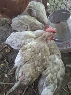 Hens for sale