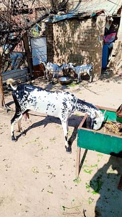 4 dant Bakri For sale sath do Bachy female 7 8 din pehly cross b hoi h