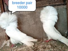 fancy pigeon | kabutar| Jacobin|  frillback saddle | amarican fantail|