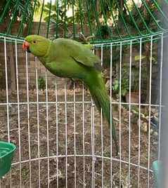 Green Ringneck male