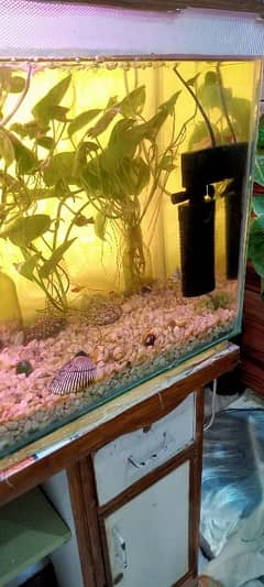 Fish Aquarium for Sale