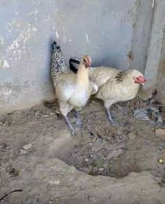 Golden misri egg laying hens 3 hens