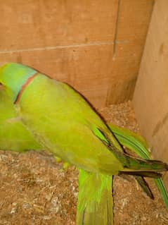 ringneck