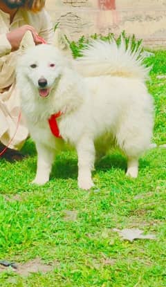 Pure Russian Male Age 10 Month for Sale full Security Dog All Pakistan