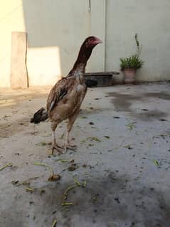 Aseel hen for sale