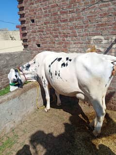 Holstein Friesian cow