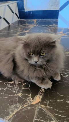 3pl cort Mal Cat persian 1 year age Gary colour