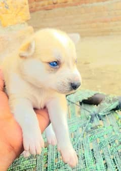 Siberian Husky puppies / husky puppy /blue eye husky