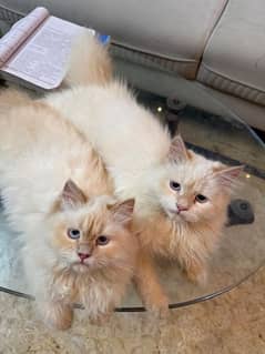 2 Persian cats