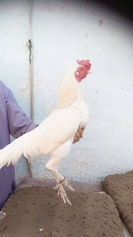 Breeding pair he 0