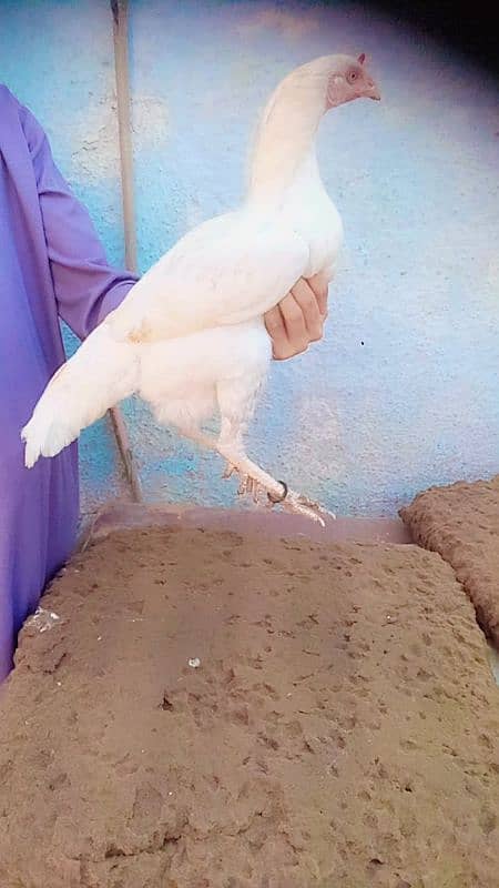 Breeding pair he 3