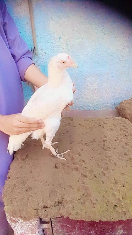 Breeding pair he 4