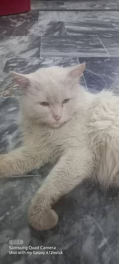 persion white cat