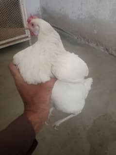 heera murgi or 2 chicks