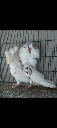 Top quality breedr oairy ring bird