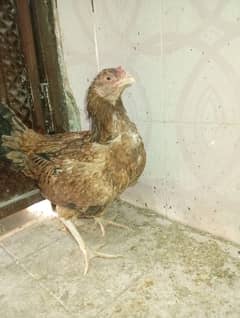 aseel mianwali murgi with one chick