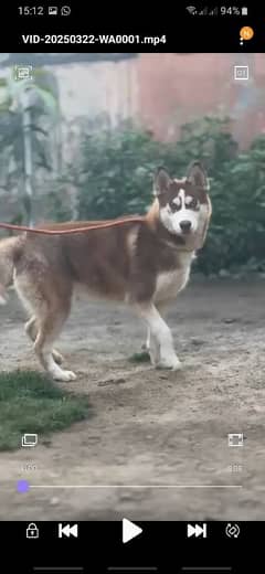 Husky