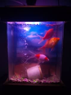 Aquarium with 3 comet gold fishes and 2 rao fishes